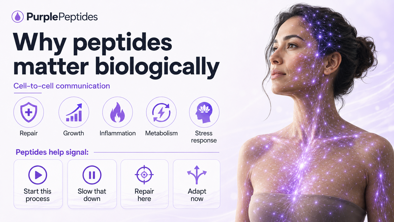 Why peptides matter biologically visual explanation